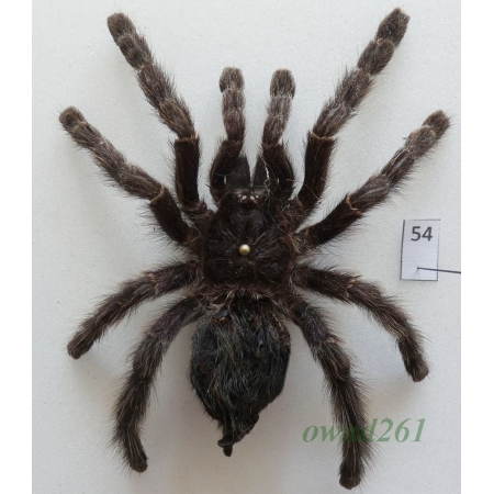 Spider ex. ovo +85mm54